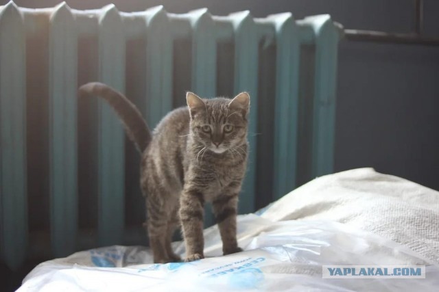 «Могут погибнуть под завалами»: сотрудники обанкротившегося завода в Петербурге пытаются пристроить десятки котов