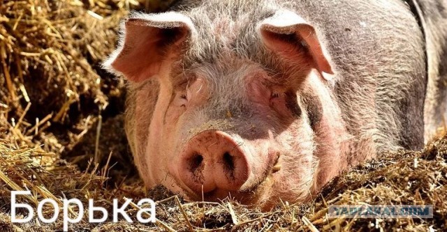 Проверка на Славянина.