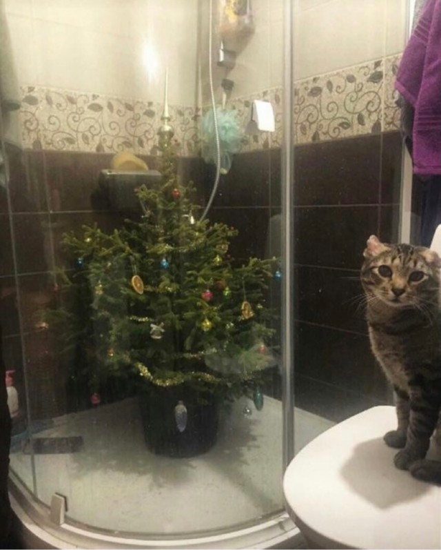 Всяческие картинки 15.12.2021