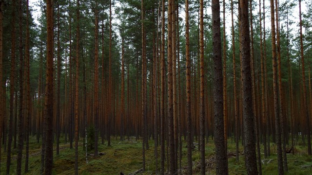 Лес в окрестностях Малуксы и Лезье-Сологубовка