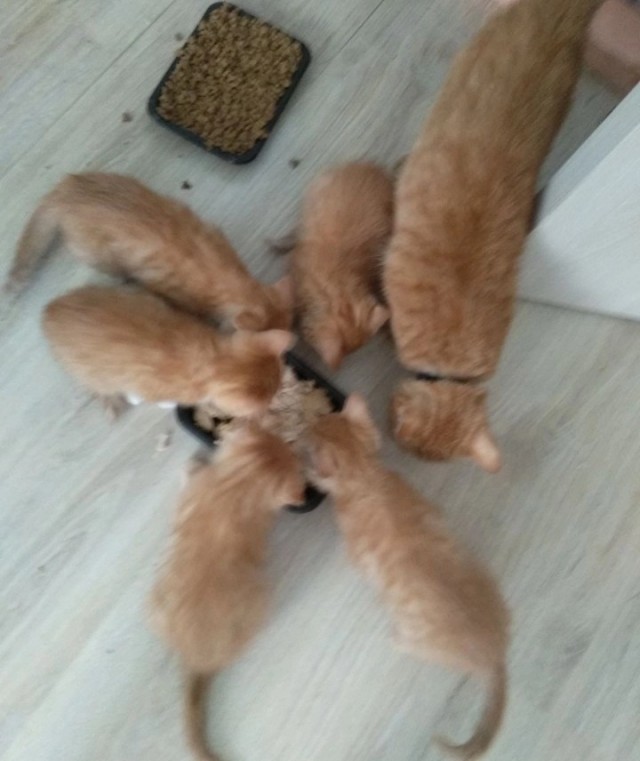 Котознатоки и котолюбители, созываю совет