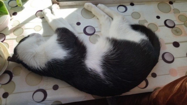 А вот и котовторник 24.05.2022