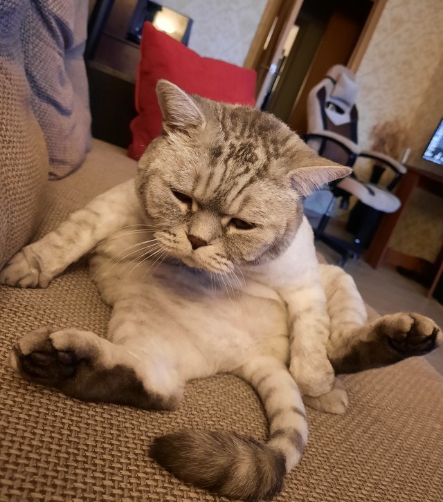 Отдали кота