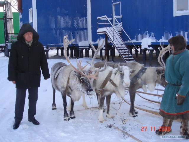 За Полярным кругом. Норильск. Тундра.