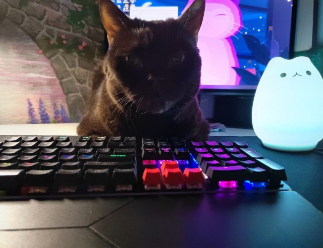 Кто как спит