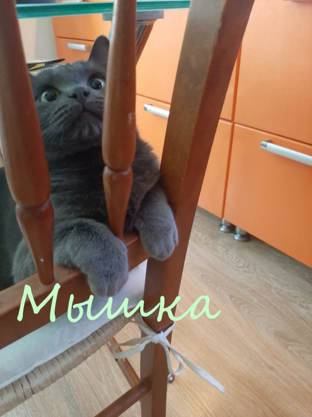 Жизнь домашнего приюта "Котоленд" 377