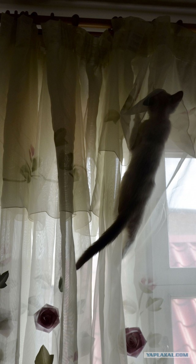 Кошачий вальс перед люлями