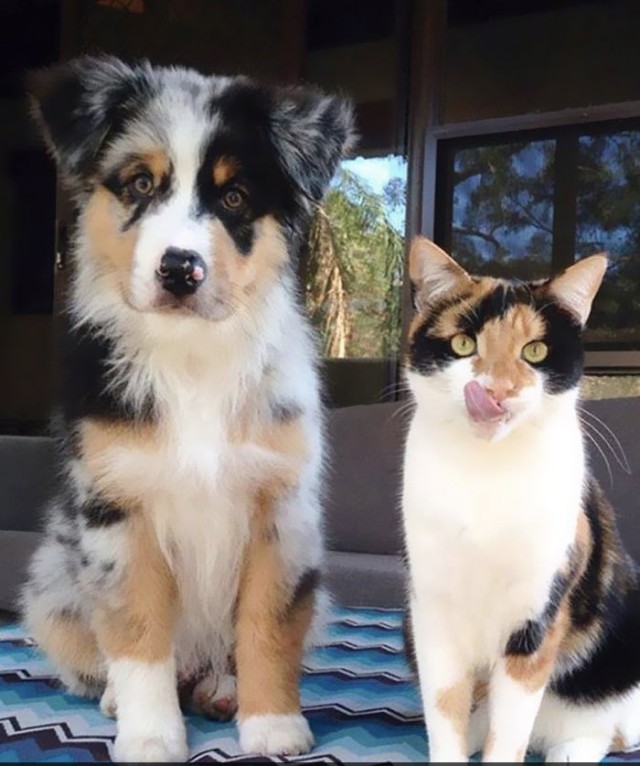 Мой котовторник..