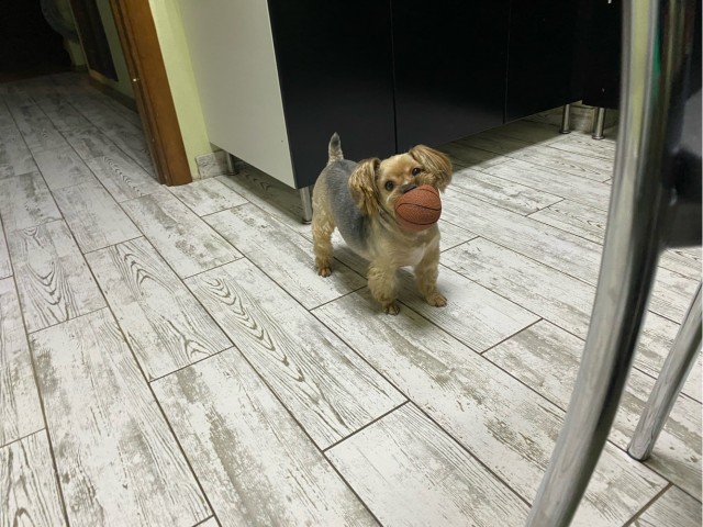 Собакочетверг
