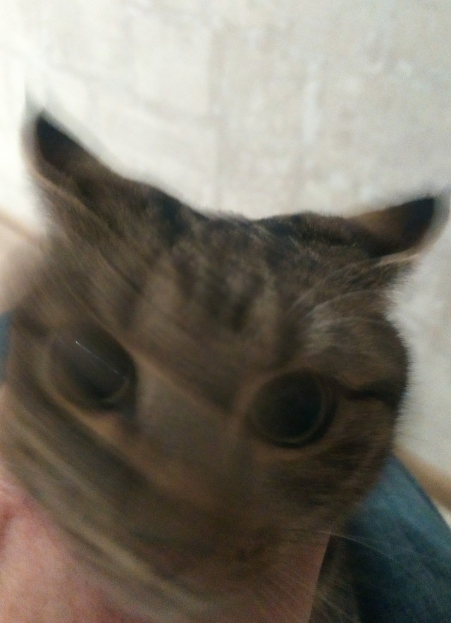 С котовторником ЯПовцы