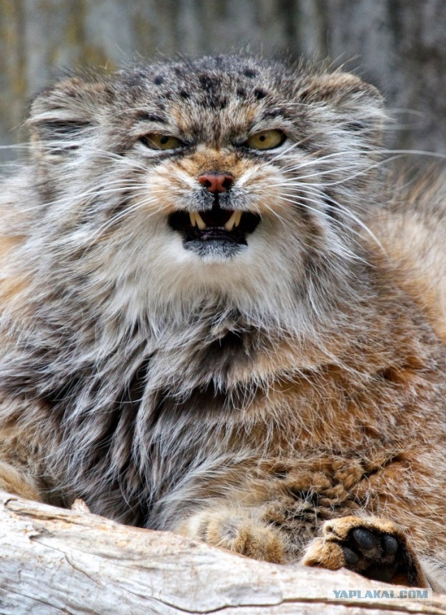 Знакомьтесь - капибары