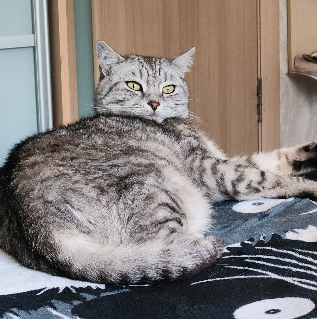Нужен совет новому кошатнику!
