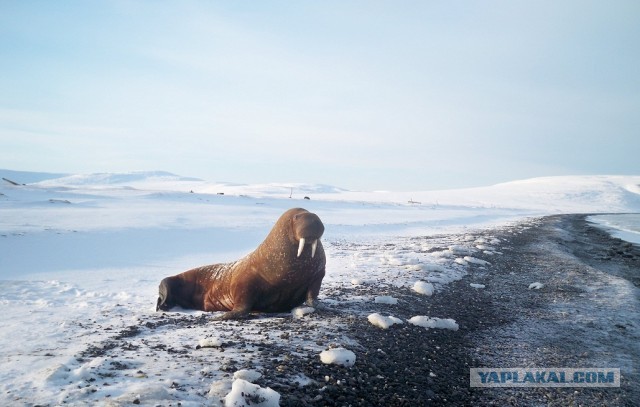 Cтанция Валькаркай