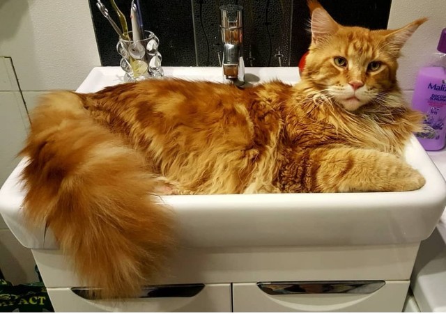 Ну все таки котовторник...