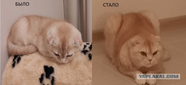 Мелочь пузатая