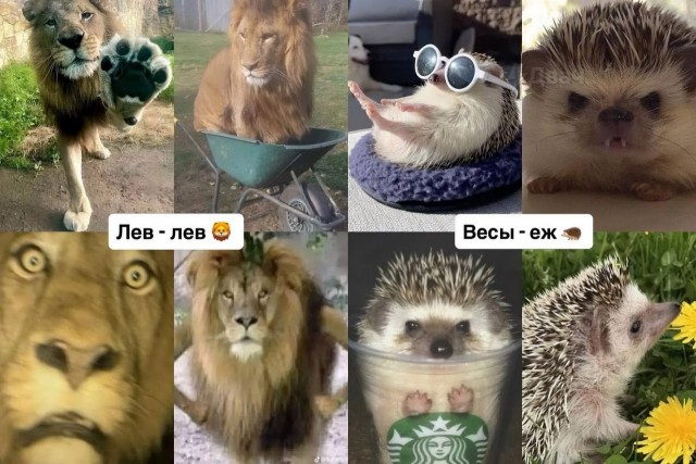 Настоящий российский астролог подобрал каждому знаку зодиака своё тотемное животное