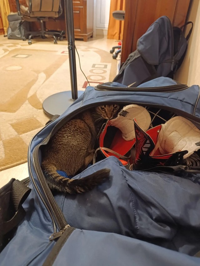 Котовторник