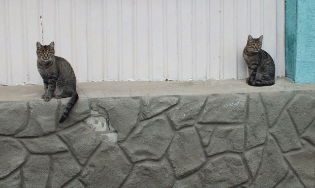 К котовторнику: знакомтесь: Сёма