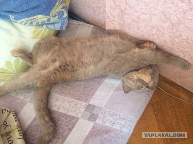 Котовторник  08.04.2014