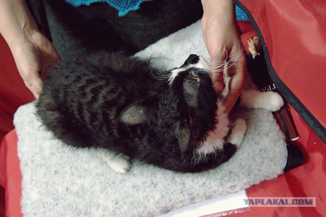 Котовторник 6.05.2014