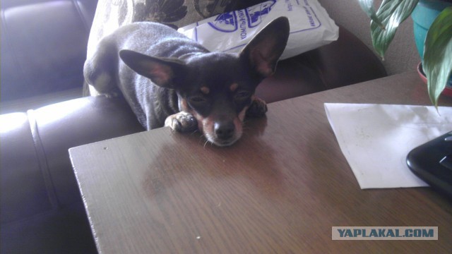 Собачки: русская борзая