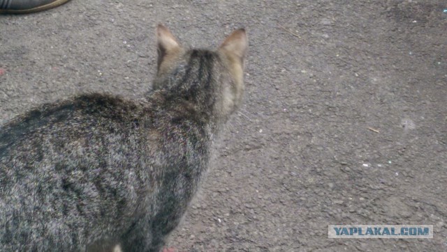 Котовторник 22.07.14