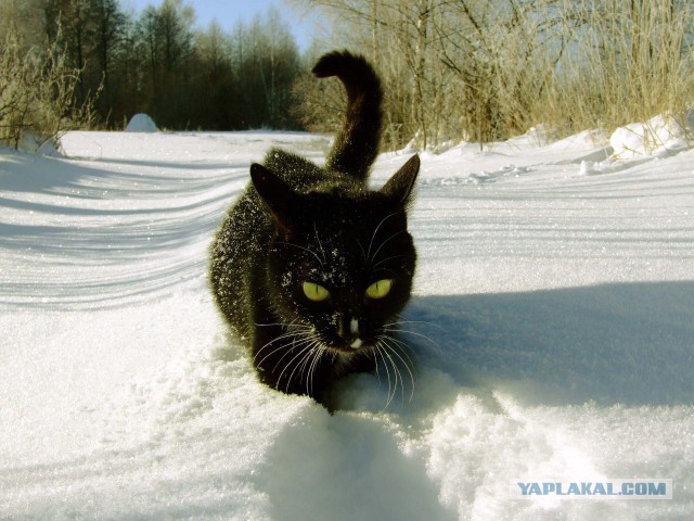 Коте всегда +100 к фоте