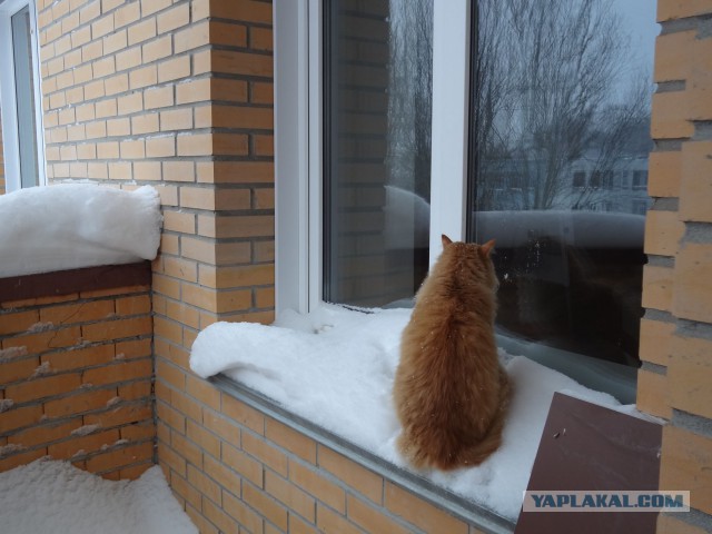 Котовторник 20.01.2015