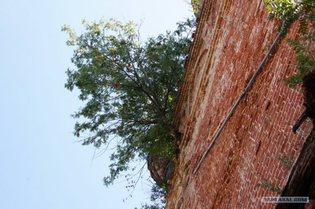 Триумф воли