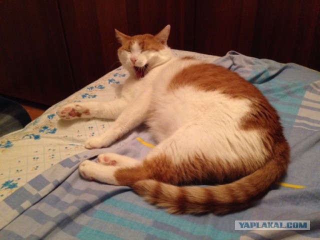Котовторник 7.07.2015