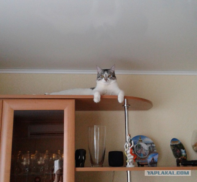 Котовторник  21.07.2015