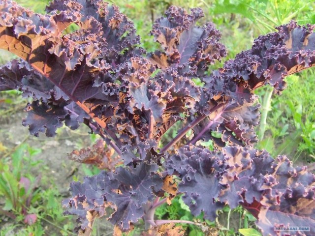 Золотая осень