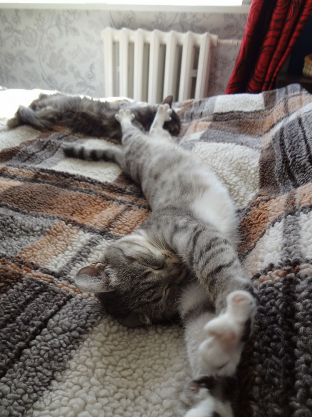 Котовторник
