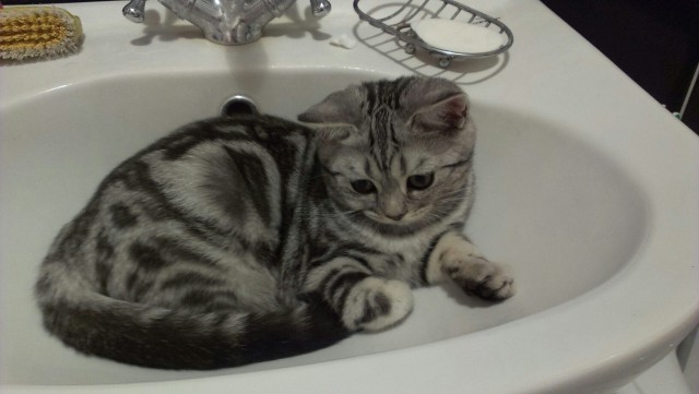 Наш Котяра