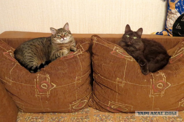 Котовторник 26.01.2016