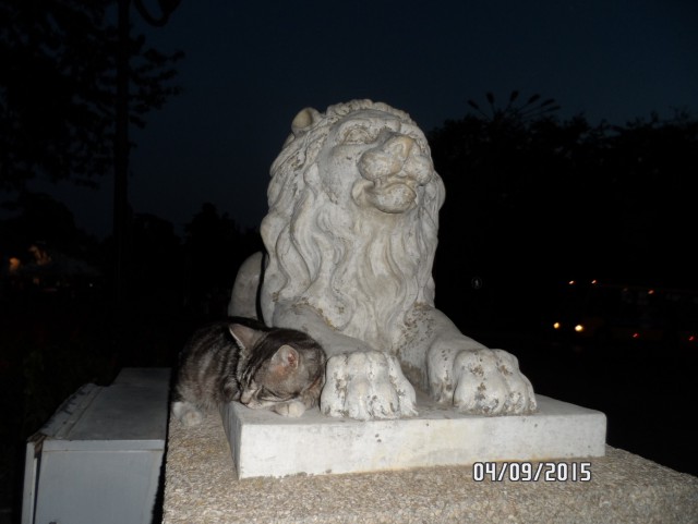 Котовторник 26.07 2016