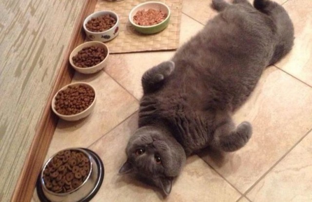 ГЛАГОЛящие коты