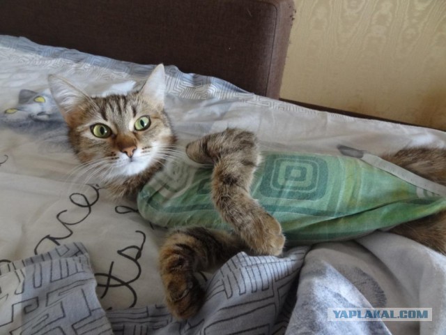 Котовторник 11/04/2017