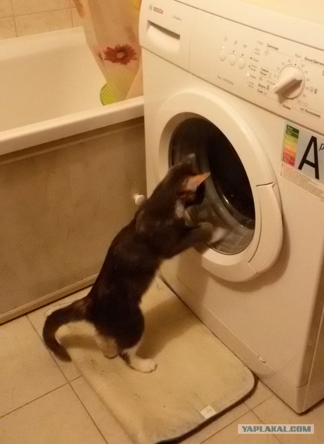 Он лежал возле гаражей в 2-х метрах от мусорного бака...