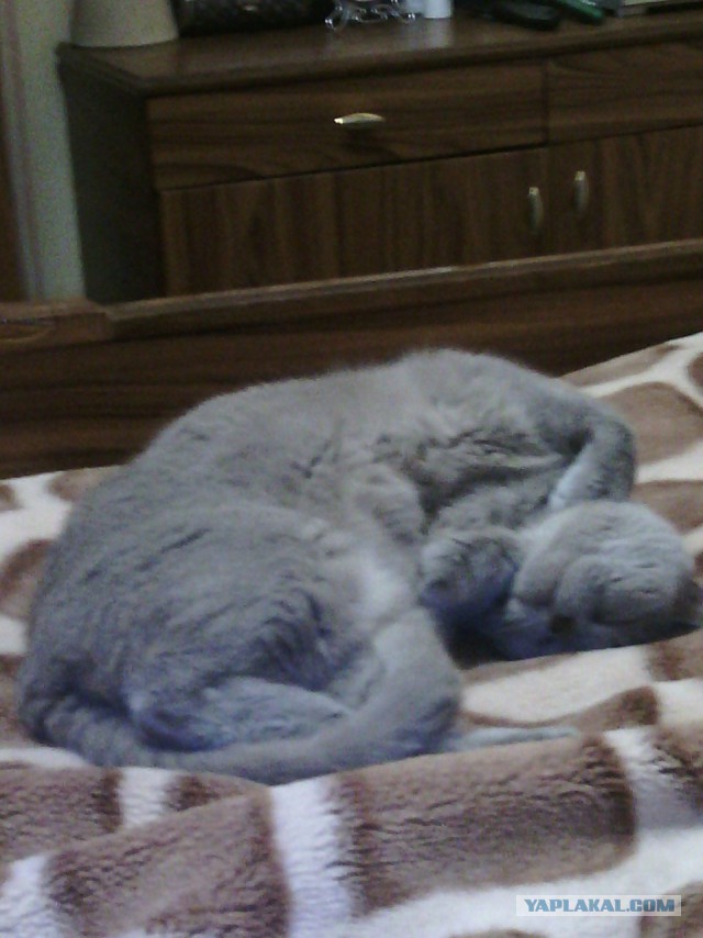 Котовторник 9.01.2018