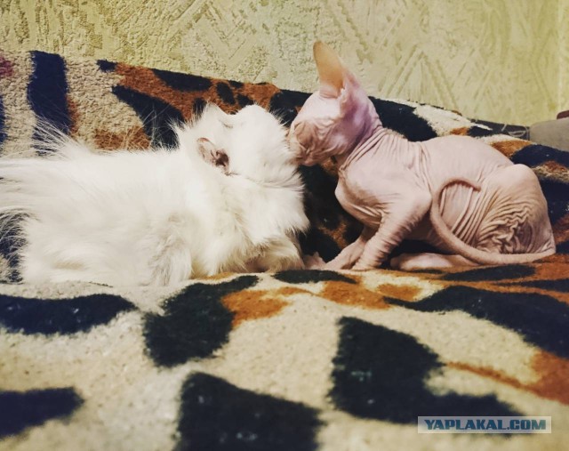 Котовторник 27.02.2018 наступил!