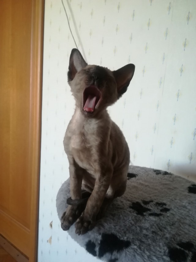 Котовторник 20.03.2018