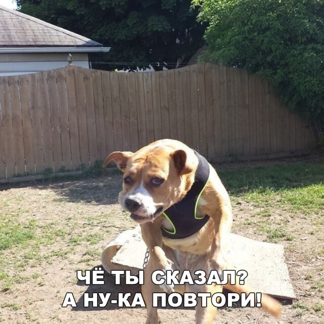 Прикольные картинки