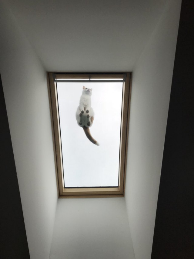 Прикольных котов пост