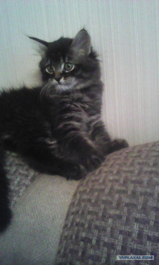 Котовторник  31.07.2018