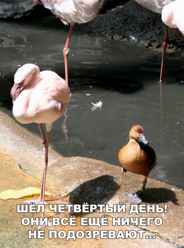 Нестандартный юмор