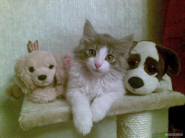Котовторник: начало