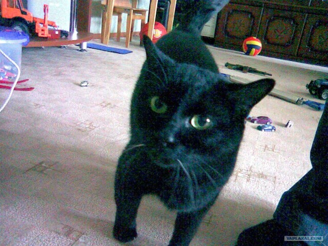 Котовторник. А как же?!