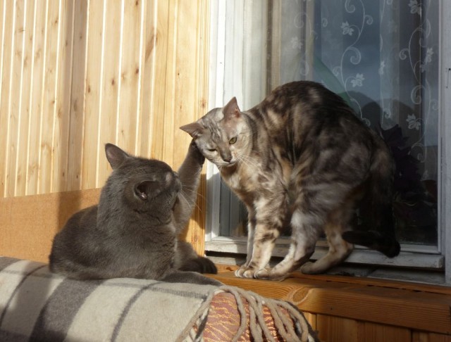 Котовторник