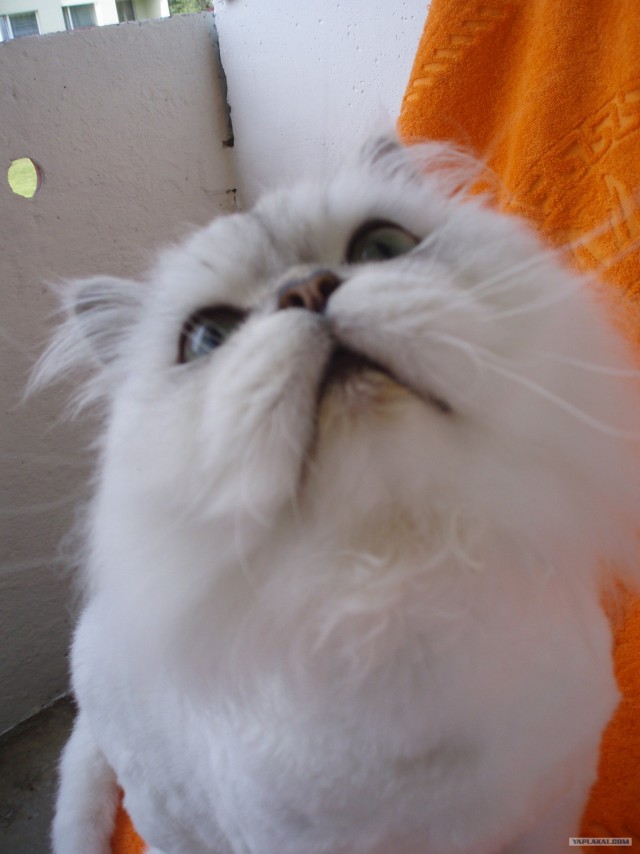 Состоятельный котовторник